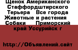 Щенок Американского Стаффордштирского Терьера - Все города Животные и растения » Собаки   . Приморский край,Уссурийск г.